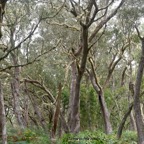 Acacia heterophylla Tamarin des hauts Fabaceae Endémique La Réunion 750.jpeg